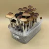 malabar shrooms​