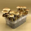 aztec gods shrooms​