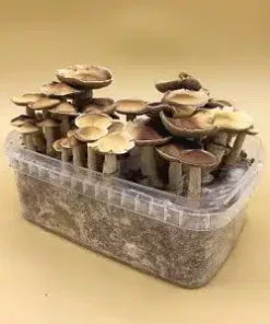 golden teachers shrooms​